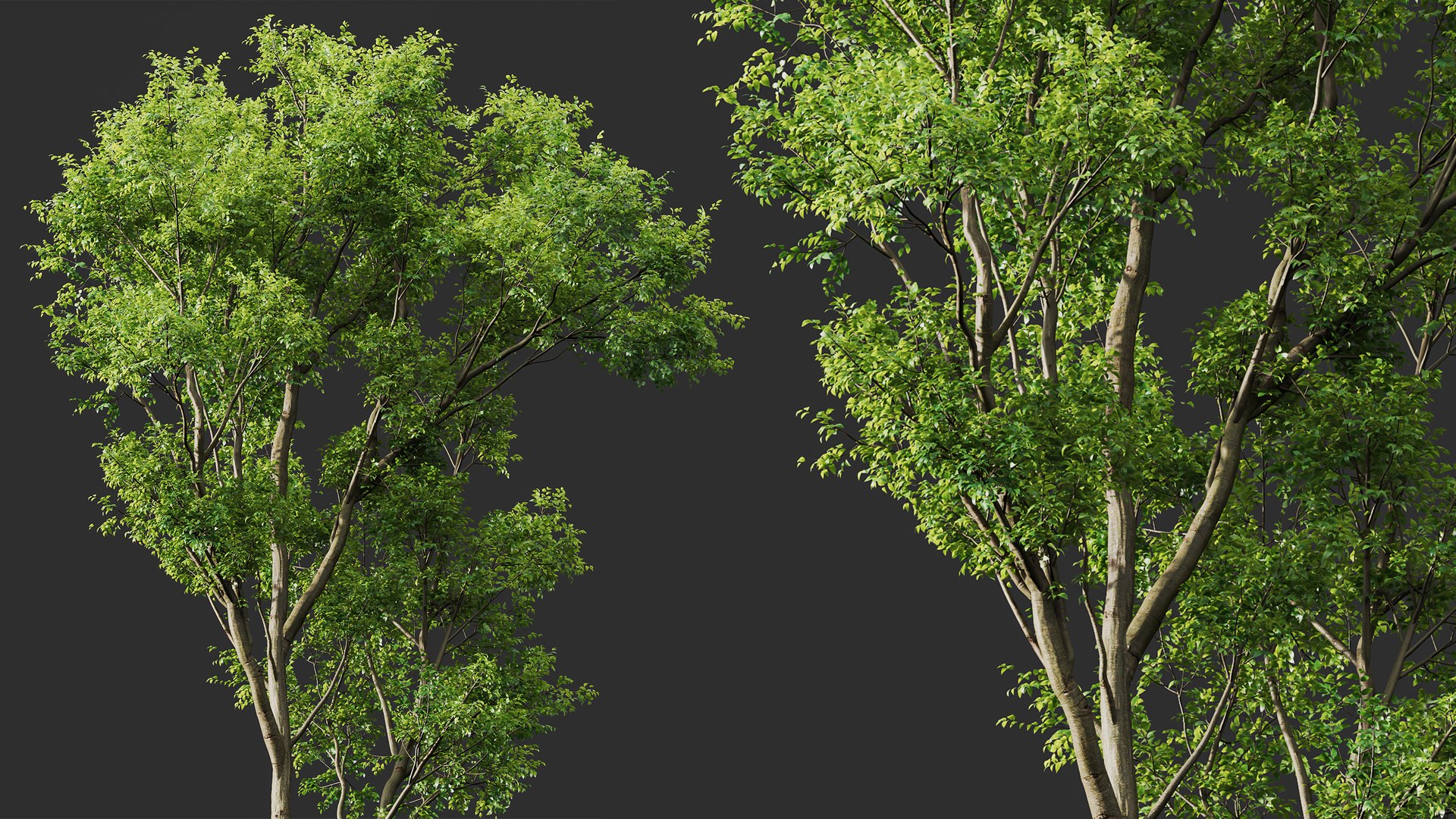 3D AV Celtis Australis and Acer Saccharinum https://p.turbosquid.com/ts-thumb/4l/sNFz7h/e4/04/png/1762931695/1920x1080/fit_q87/dde95fd6c7979e9a1643b9c91b0dd99154aa77be/04.jpg