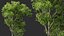 AV Celtis Australis 및 Acer Saccharinum