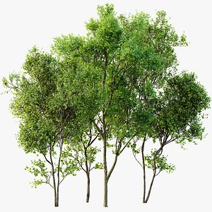 3D AV Celtis Australis and Acer Saccharinum
