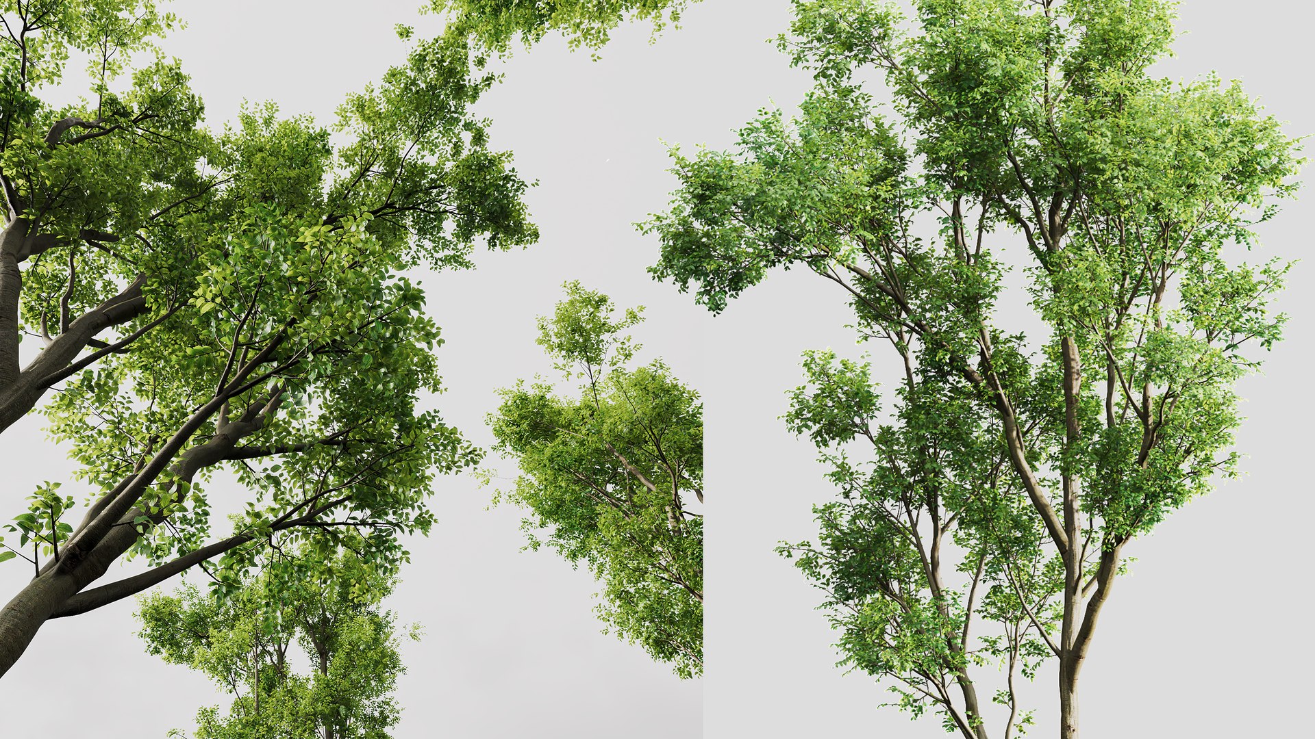 3D AV Celtis Australis and Acer Saccharinum https://p.turbosquid.com/ts-thumb/4l/sNFz7h/xa/05/png/1762931694/1920x1080/fit_q87/a13669eeaff31ea4f7478ba1483ce9a192b914da/05.jpg