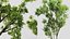 AV Celtis Australis 및 Acer Saccharinum