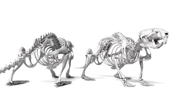 Modello 3D Modello 3D di scheletro di ratto - TurboSquid 2489077