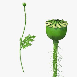 3D young poppy flower sprout model