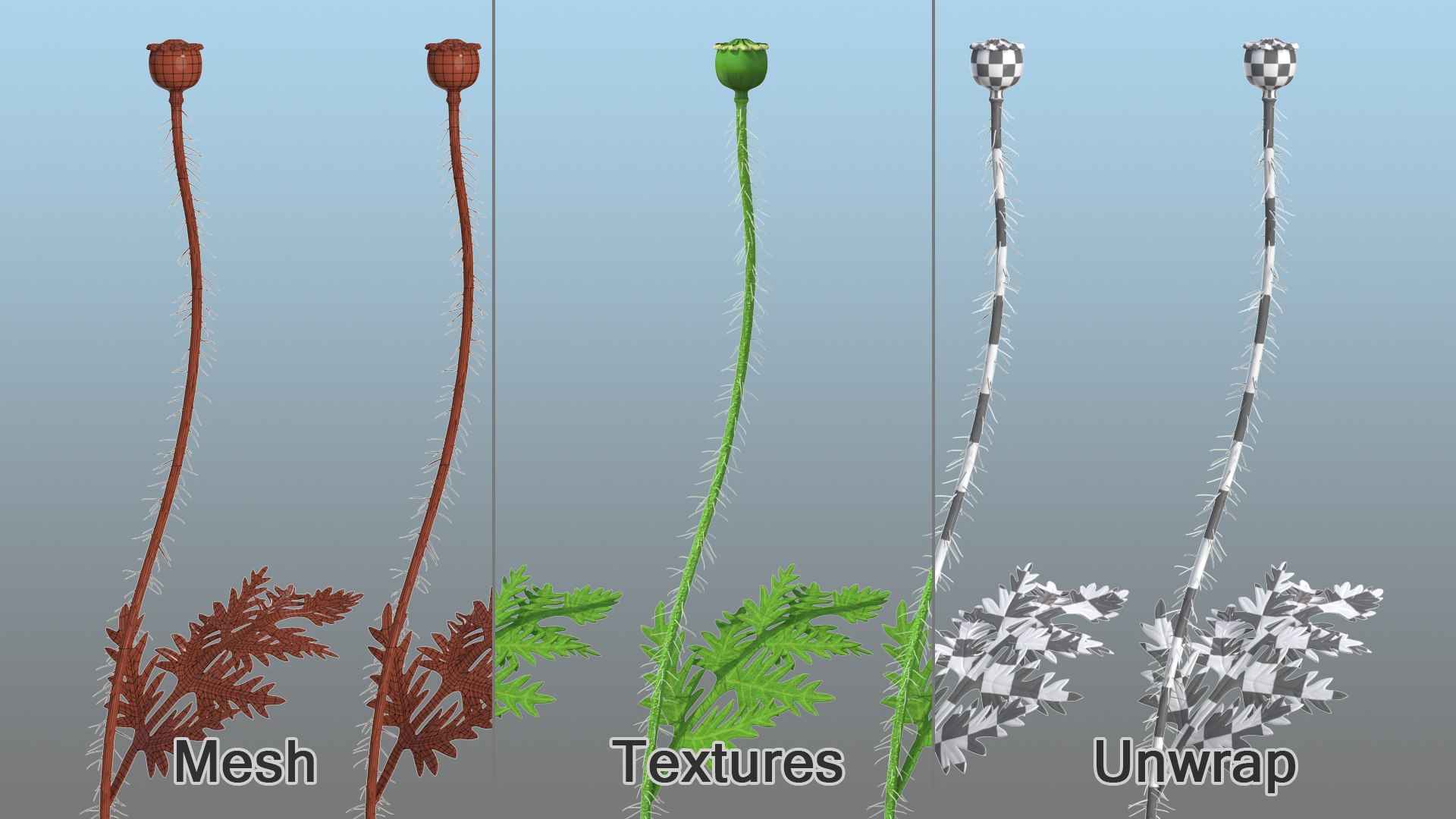 3D young poppy flower sprout model https://p.turbosquid.com/ts-thumb/4m/0sxKZE/UcdwSlck/youngpoppyflowersproutmb3dmodel006/jpg/1592947577/1920x1080/fit_q87/3587c0e326bfaa37f8957dc308f6a5f685db13b9/youngpoppyflowersproutmb3dmodel006.jpg