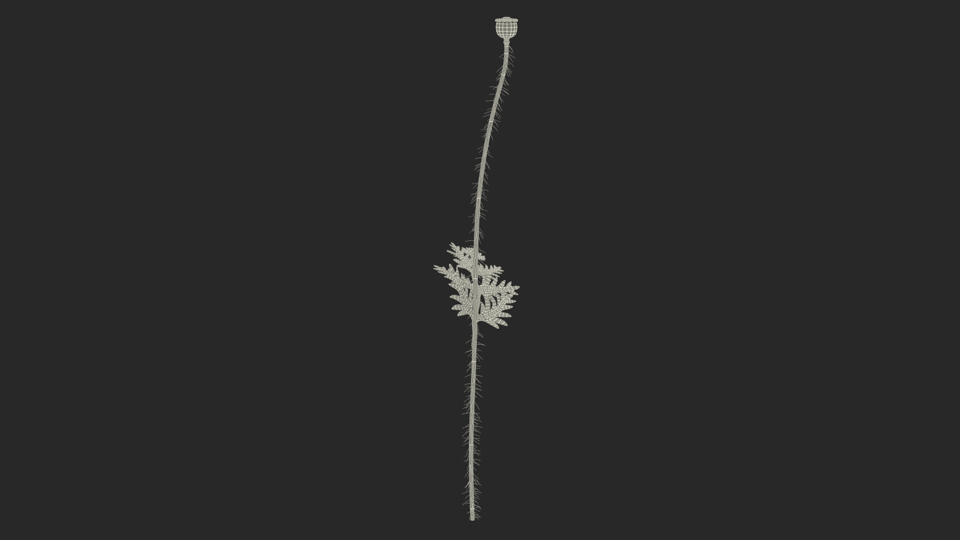 3D young poppy flower sprout model https://p.turbosquid.com/ts-thumb/4m/0sxKZE/eSFUtfZH/young_poppy_flower_sprout_361/jpg/1592946891/1920x1080/turn_fit_q99/fd712b604d00bef83a328b09c2785e25e2b0167d/young_poppy_flower_sprout_361-1.jpg