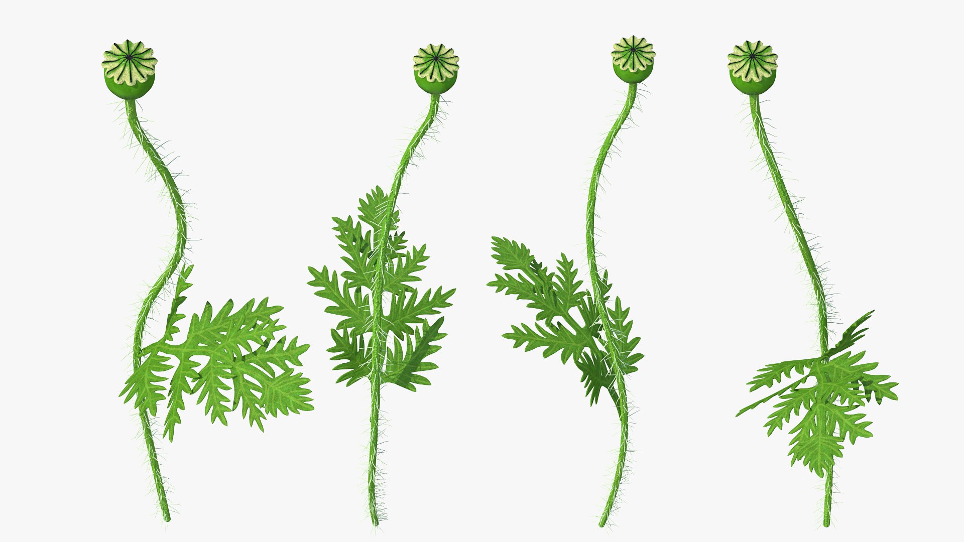 Young Poppy Flower Sprout 3D model preview