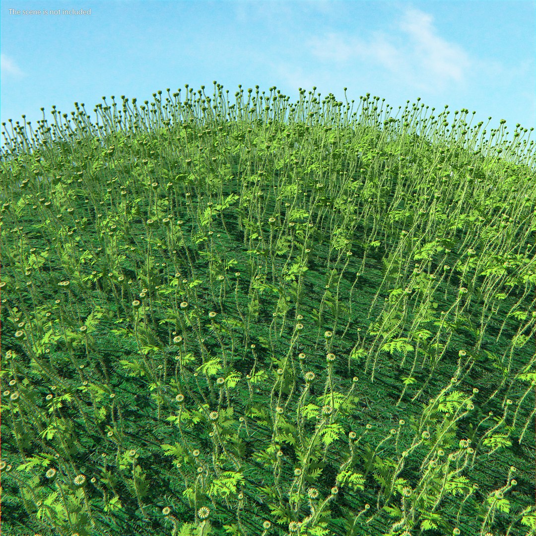 3D young poppy flower sprout model https://p.turbosquid.com/ts-thumb/4m/0sxKZE/vUZVpVMk/youngpoppyflowersproutmb3dmodel003/jpg/1592947550/1920x1080/fit_q87/03a7f3d2e32e06b21464fab59c55b99ba9f49097/youngpoppyflowersproutmb3dmodel003.jpg