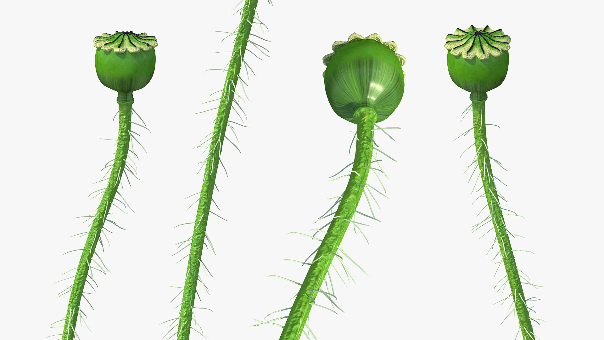 3D young poppy flower sprout model https://p.turbosquid.com/ts-thumb/4m/0sxKZE/xEKD4kUX/youngpoppyflowersproutmb3dmodel004/jpg/1592947559/1920x1080/fit_q87/b0aba2a225294cf6a0702c41b7e584d907ec8042/youngpoppyflowersproutmb3dmodel004.jpg