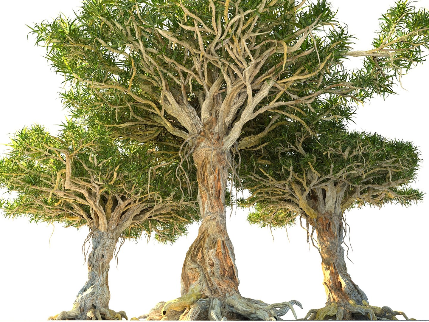 3D Dragon Tree Pack HD model https://p.turbosquid.com/ts-thumb/4m/6cNhdP/Cb/a34678999/jpg/1728386107/1920x1080/fit_q87/c23771e71981a780577bc76b4ad487c2a4680fd0/a34678999.jpg
