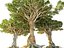 Dragon Tree Pack HD