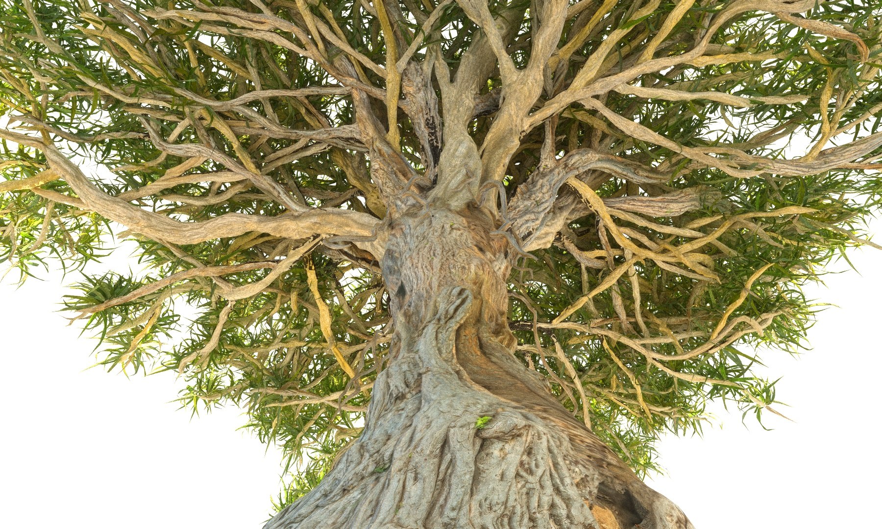 3D Dragon Tree Pack HD model https://p.turbosquid.com/ts-thumb/4m/6cNhdP/Eo/123/jpg/1553805229/1920x1080/fit_q87/f8979af51aecf61534aa5c5786e6c3e9f67cca00/123.jpg