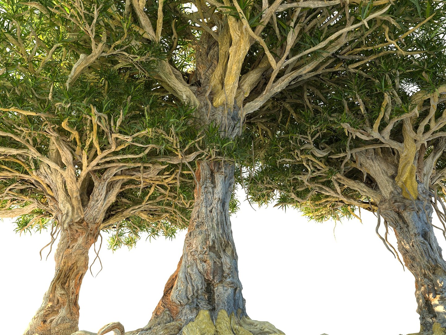 3D Dragon Tree Pack HD model https://p.turbosquid.com/ts-thumb/4m/6cNhdP/Gq/a2356788989/jpg/1728386103/1920x1080/fit_q87/eeaa571bae71a570b5971b388b7e01913a522223/a2356788989.jpg