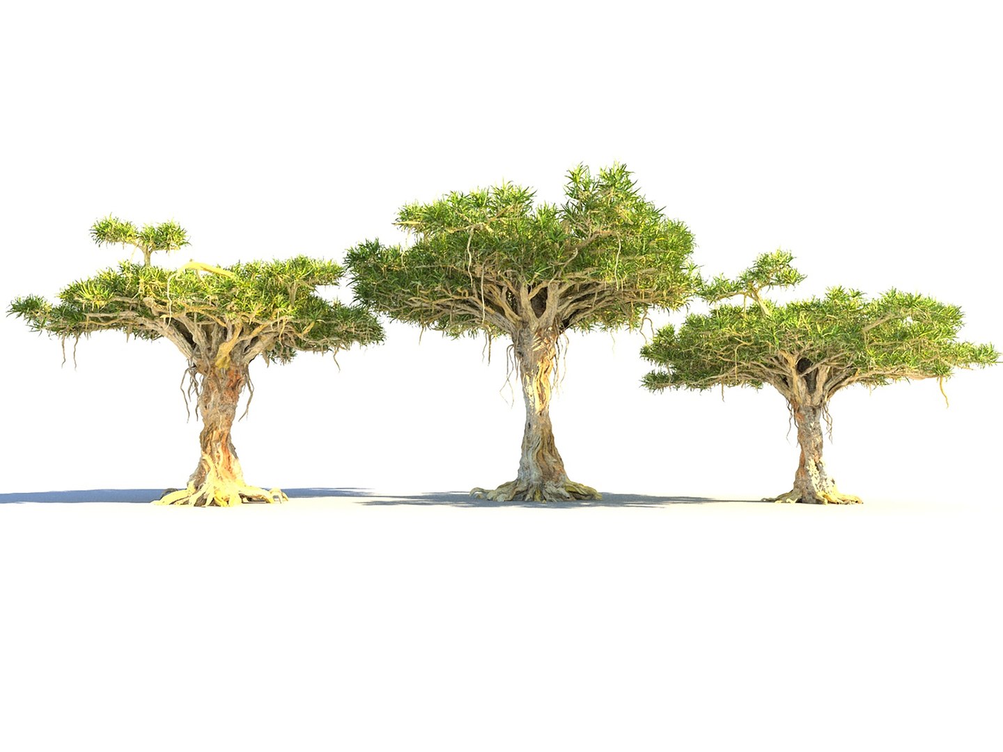 3D Dragon Tree Pack HD model https://p.turbosquid.com/ts-thumb/4m/6cNhdP/PF/778670/jpg/1728386104/1920x1080/fit_q87/9b7def2945f9e8048b3b4557c6f802394fe5a5dd/778670.jpg