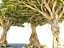 Dragon Tree Pack HD