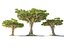 Dragon Tree Pack HD