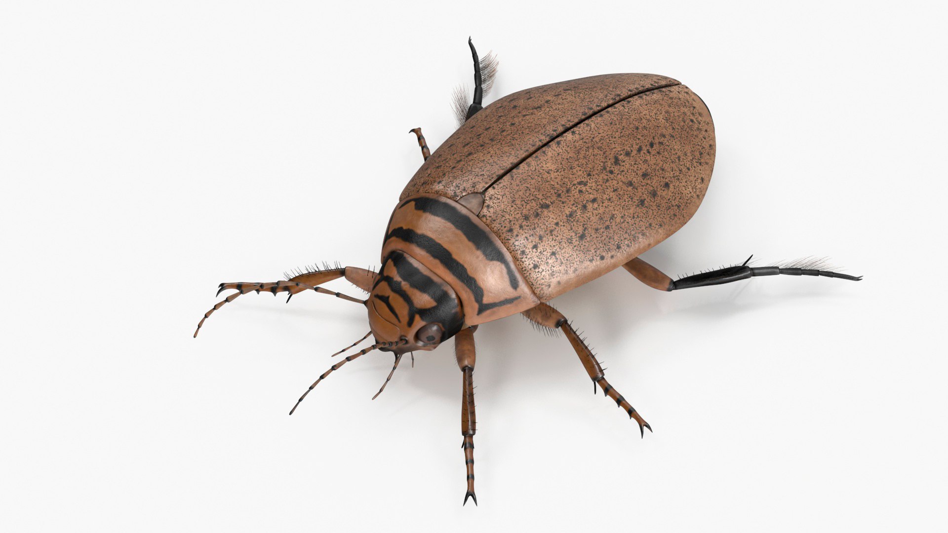 Insect Water Beetle Beige Realistic Rigged for Maya 3D model preview
