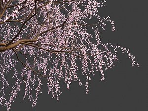 XfrogPlants Weeping Cherry - Prunus Pendula 3D model