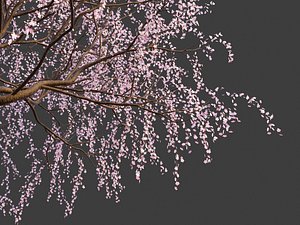XfrogPlants Weeping Cherry - Prunus Pendula