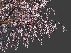 XfrogPlants Weeping Cherry - Prunus Pendula