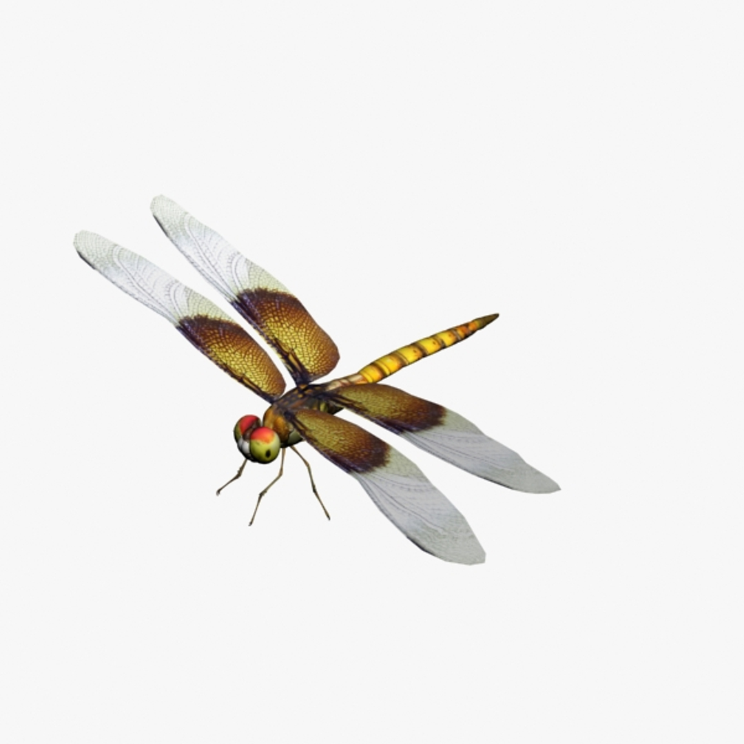 3D Squirrel Dragonfly - TurboSquid 1338275