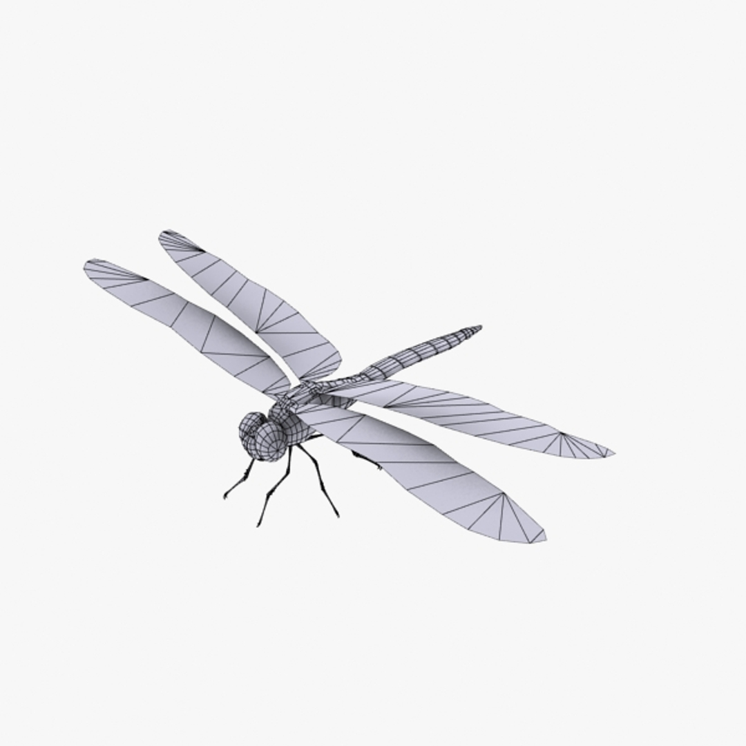 3D squirrel dragonfly - TurboSquid 1338275