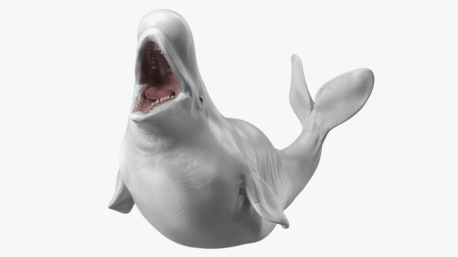 Beluga Whale Adult Playful Pose 3D model preview