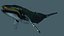 Ballena jorobada