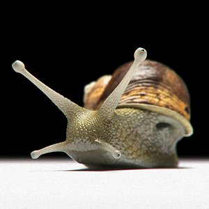 3ds garden snail shell