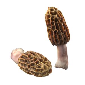 3D Mushroom 10 model