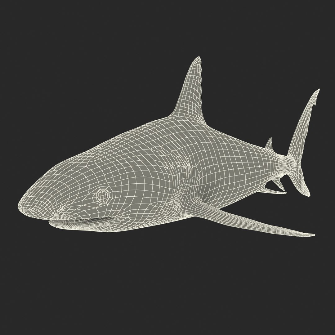 max caribbean reef shark rigged