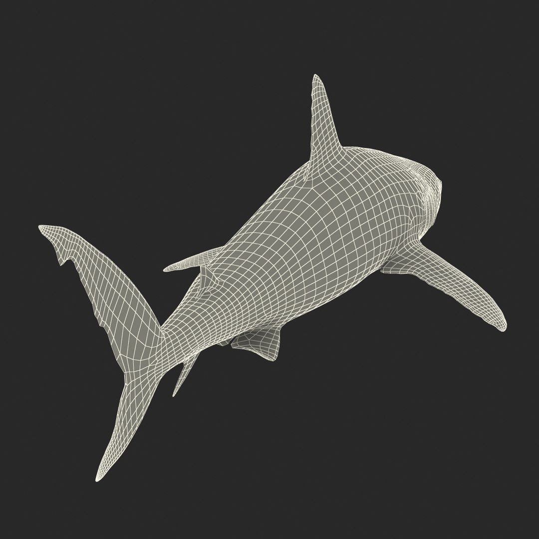 max caribbean reef shark rigged