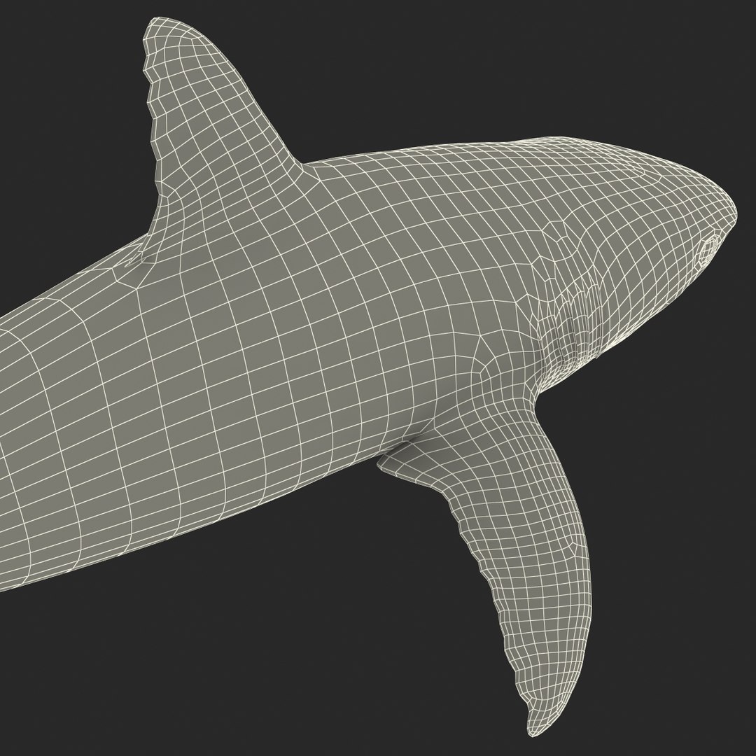 max caribbean reef shark rigged
