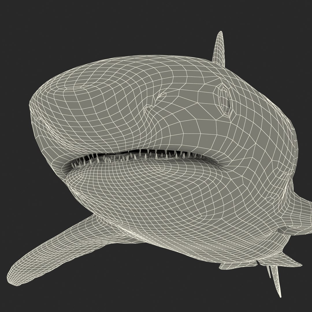 max caribbean reef shark rigged