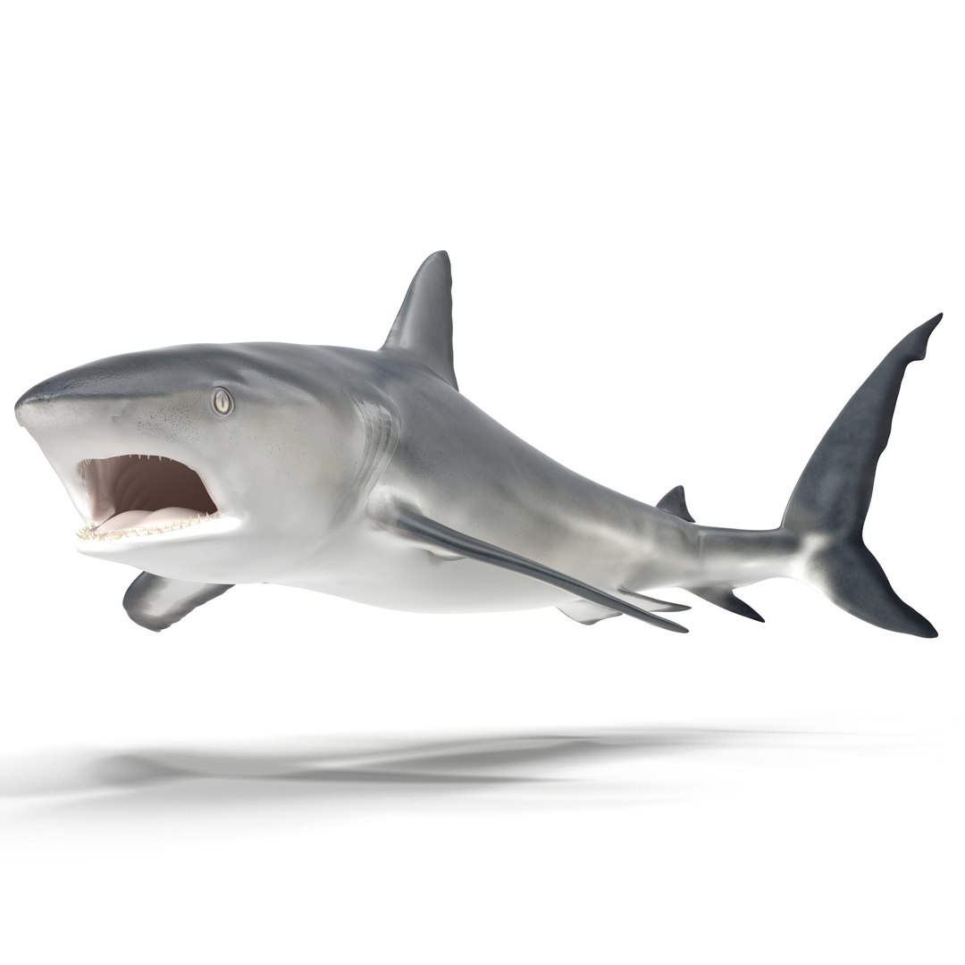 Caribbean Reef Shark Rigged 3D model preview