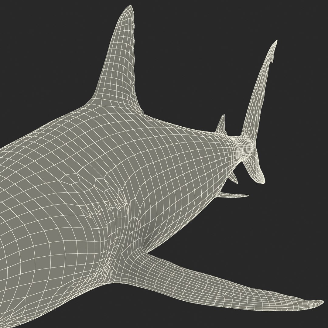 max caribbean reef shark rigged
