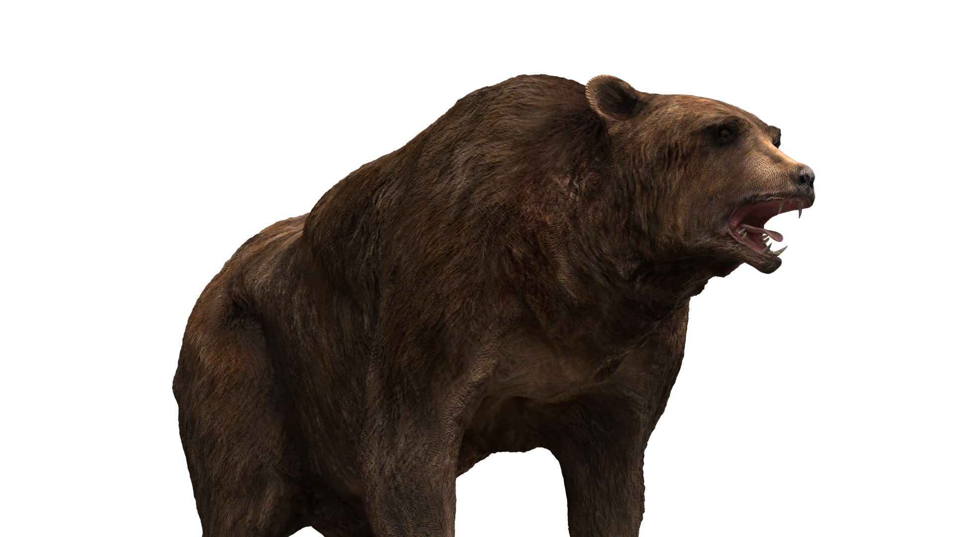 Bear Fur Model - TurboSquid 1457675