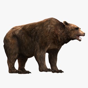 bear fur model