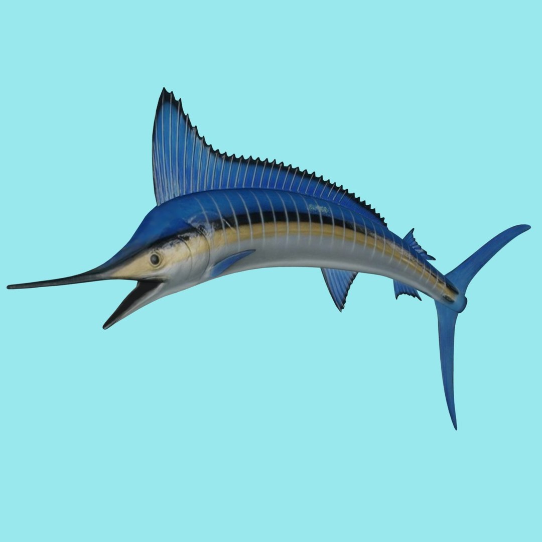 3d wall marlin fg