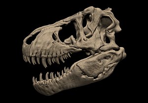 Tyrannosaurus Rex Skull 3D Print Model 3D model
