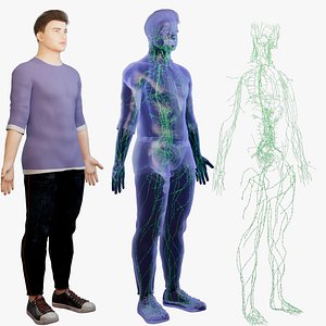 Human Male Lymphatic System
