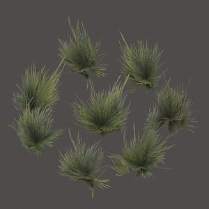 Grass