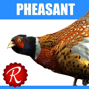 pheasant