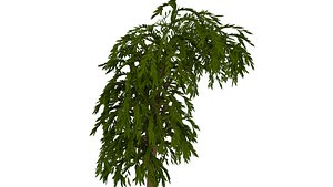Willow tree 02