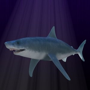 shark