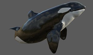 3d obj rigged killer whale
