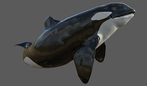 Killer Whale Rigged