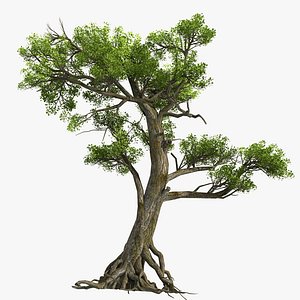Pine 01