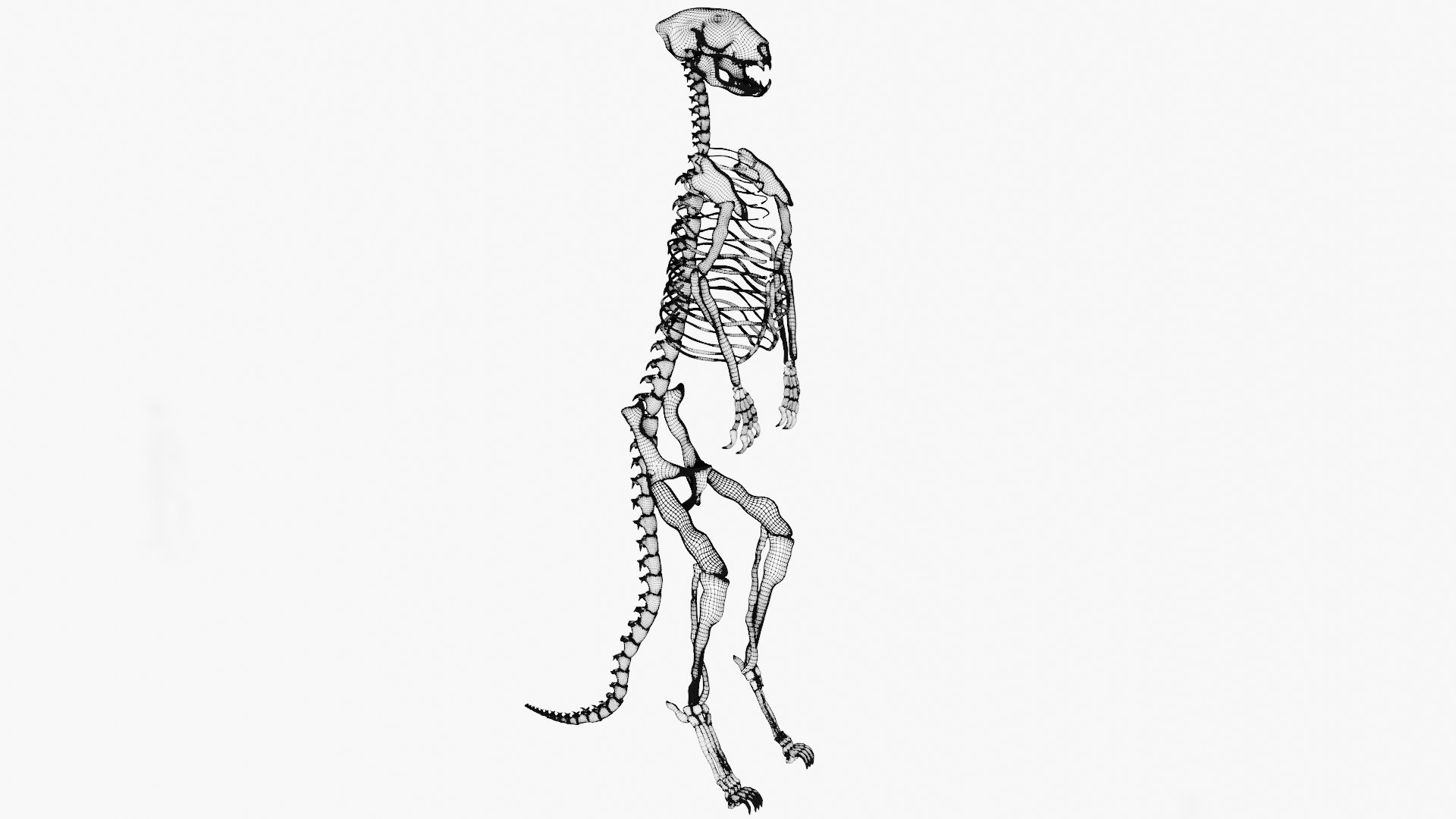 Meerkat Skeleton 3D Model - TurboSquid 1992822