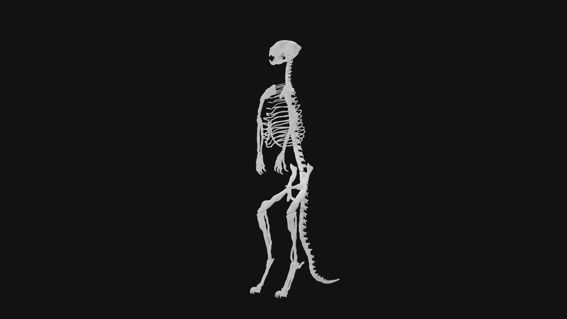 Meerkat Skeleton 3D Model - TurboSquid 1992822