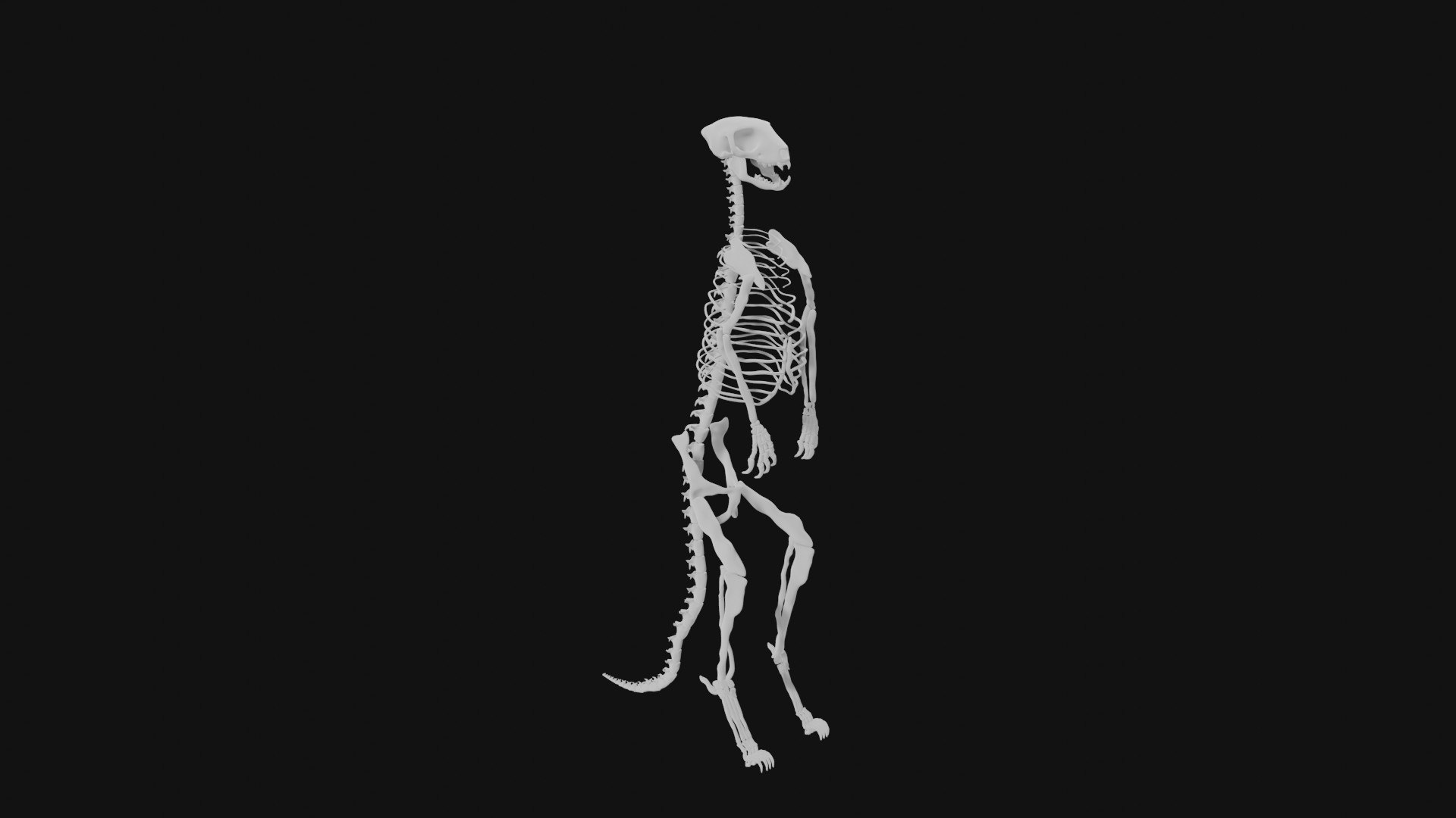 Meerkat Skeleton 3d Model - Turbosquid 1992822